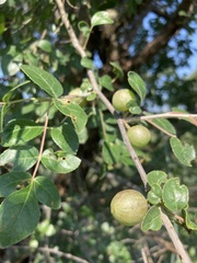 Commiphora angolensis