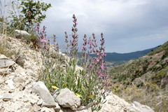 Teucrium canum