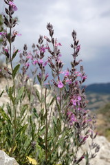Teucrium canum