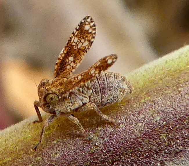 Dyctidea intermedia