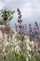 Teucrium canum