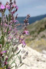 Teucrium canum