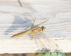 Crocothemis erythraea
