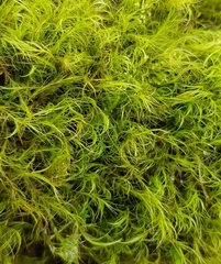 Flexitrichum gracile