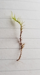 Flexitrichum gracile