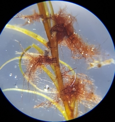 Flexitrichum gracile