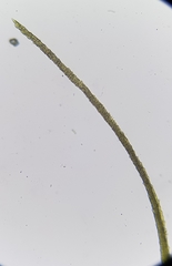 Flexitrichum gracile