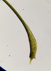 Flexitrichum gracile