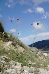 Centaurea carduiformis