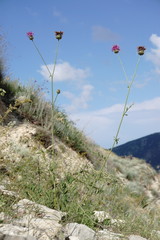 Centaurea carduiformis