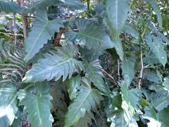 Philodendron leyvae