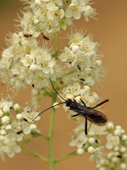 Exetastes suaveolens