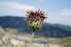 Centaurea carduiformis