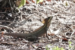 Basiliscus vittatus