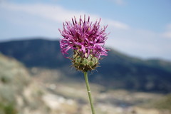 Centaurea carduiformis