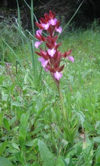 Anacamptis papilionacea papilionacea