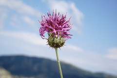 Centaurea carduiformis