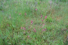 Anacamptis papilionacea papilionacea