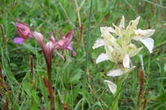 Anacamptis papilionacea papilionacea