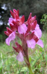Anacamptis papilionacea papilionacea