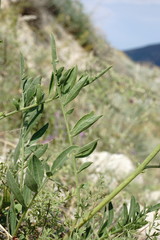 Centaurea carduiformis