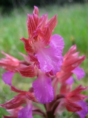 Anacamptis papilionacea papilionacea