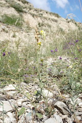Linaria incompleta
