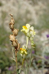 Linaria incompleta