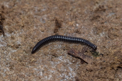 Tachypodoiulus niger