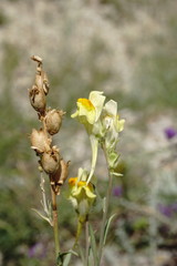 Linaria incompleta