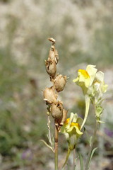Linaria incompleta
