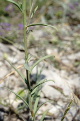 Linaria incompleta