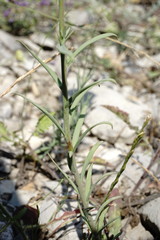 Linaria incompleta