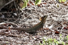 Basiliscus vittatus