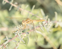 Crocothemis erythraea