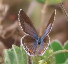 Euchrysops subpallida
