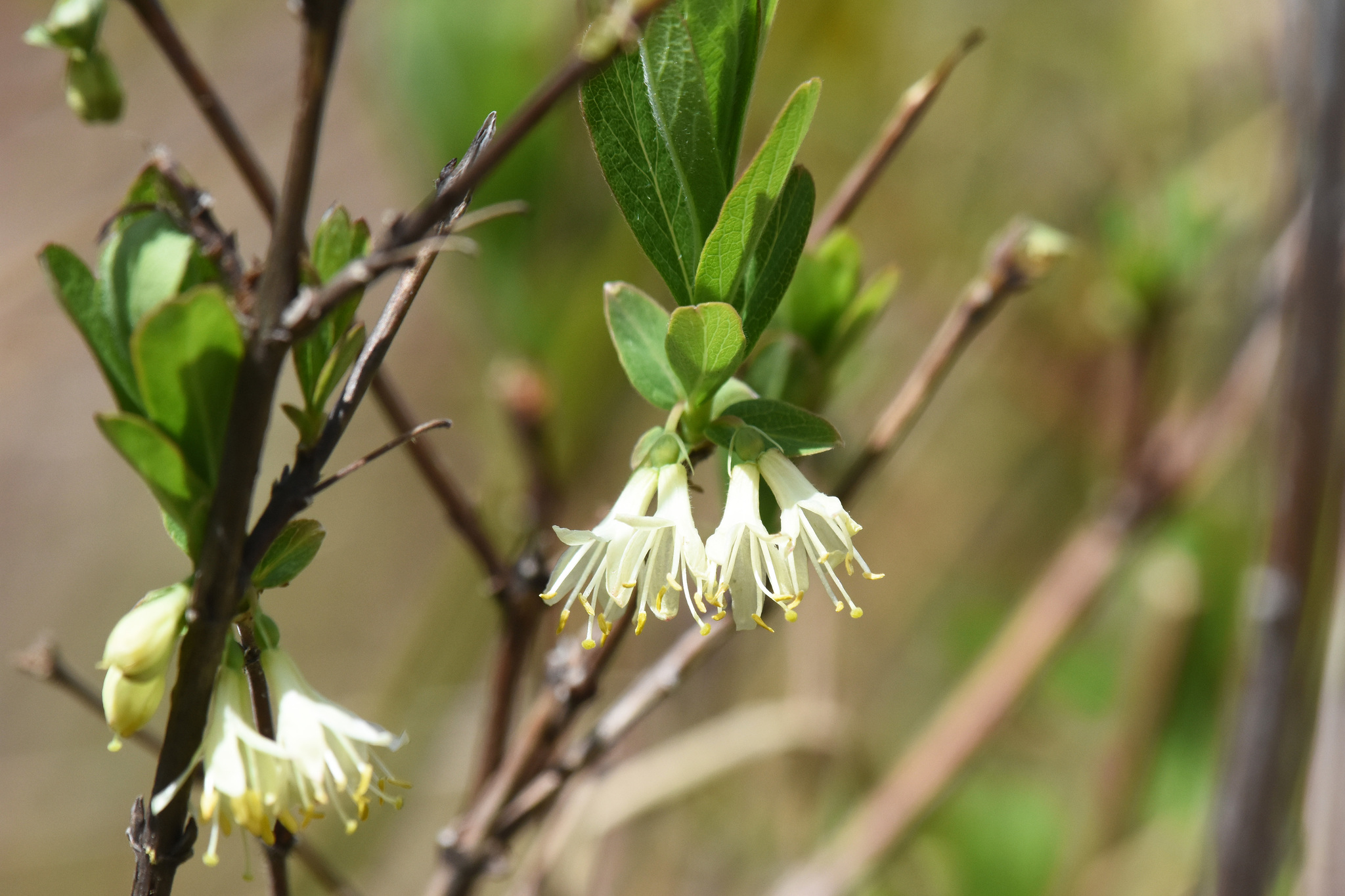 Lonicera villosa