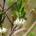 Lonicera villosa - Photo (c) wyldewastelander, μερικά δικαιώματα διατηρούνται (CC BY-NC), uploaded by wyldewastelander