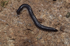 Tachypodoiulus niger