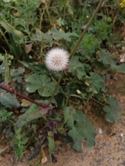 Sonchus oleraceus