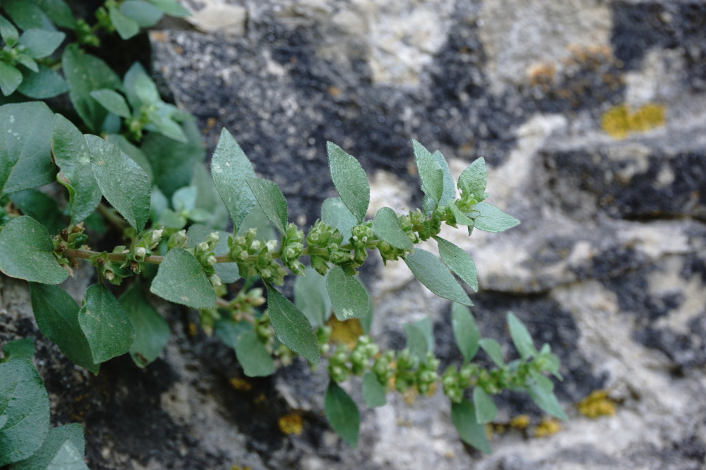Parietaria elliptica