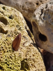 Lithophaga lithophaga