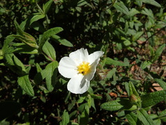 Cistus psilosepalus