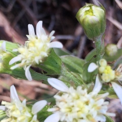 Petasites frigidus