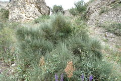 Ephedra procera