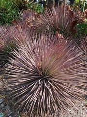 Agave stricta