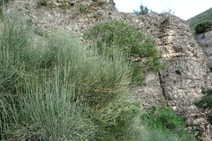 Ephedra procera