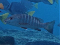 Lutjanus novemfasciatus