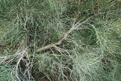 Ephedra procera