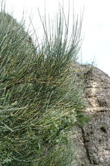Ephedra procera